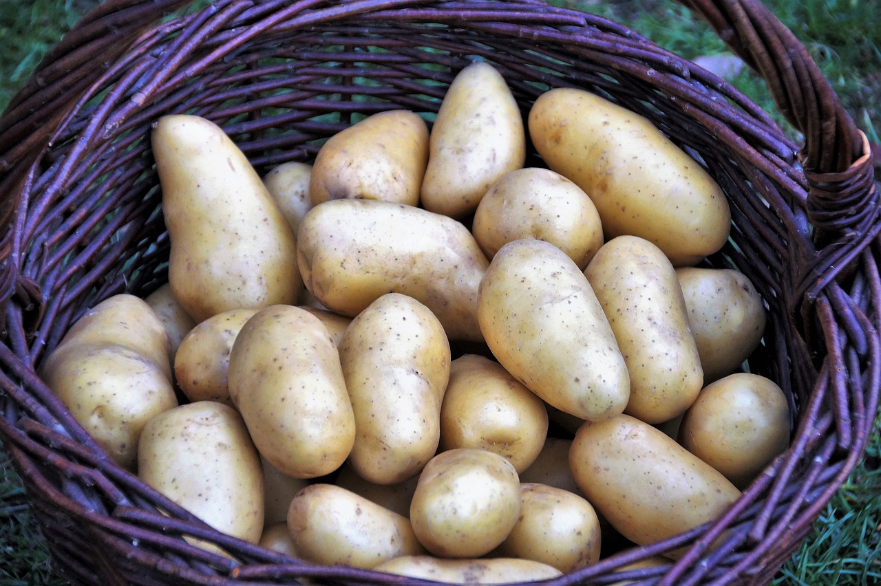 potato  basket  potatoes free photo