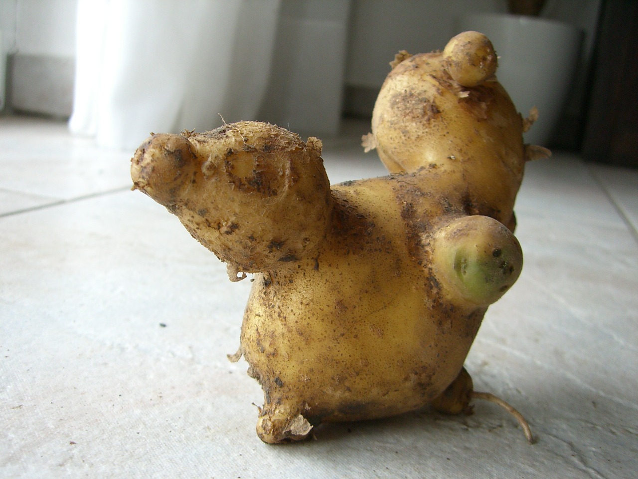 potato fruit malformation free photo