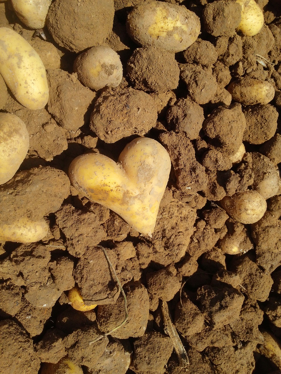 potato heart love free photo