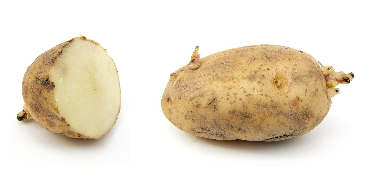 potato earth apple russet burbank potato free photo