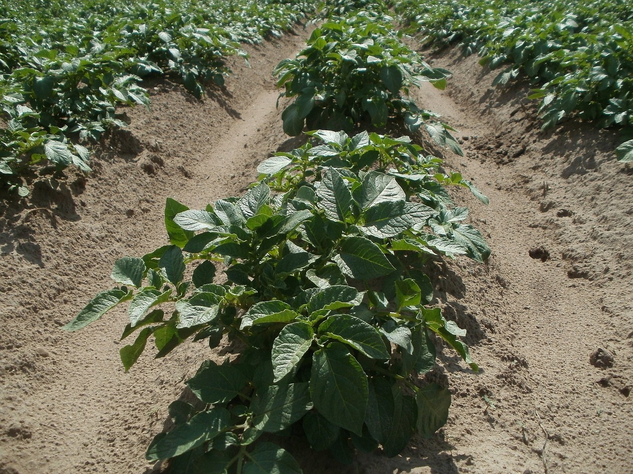 potato field agriculture free photo