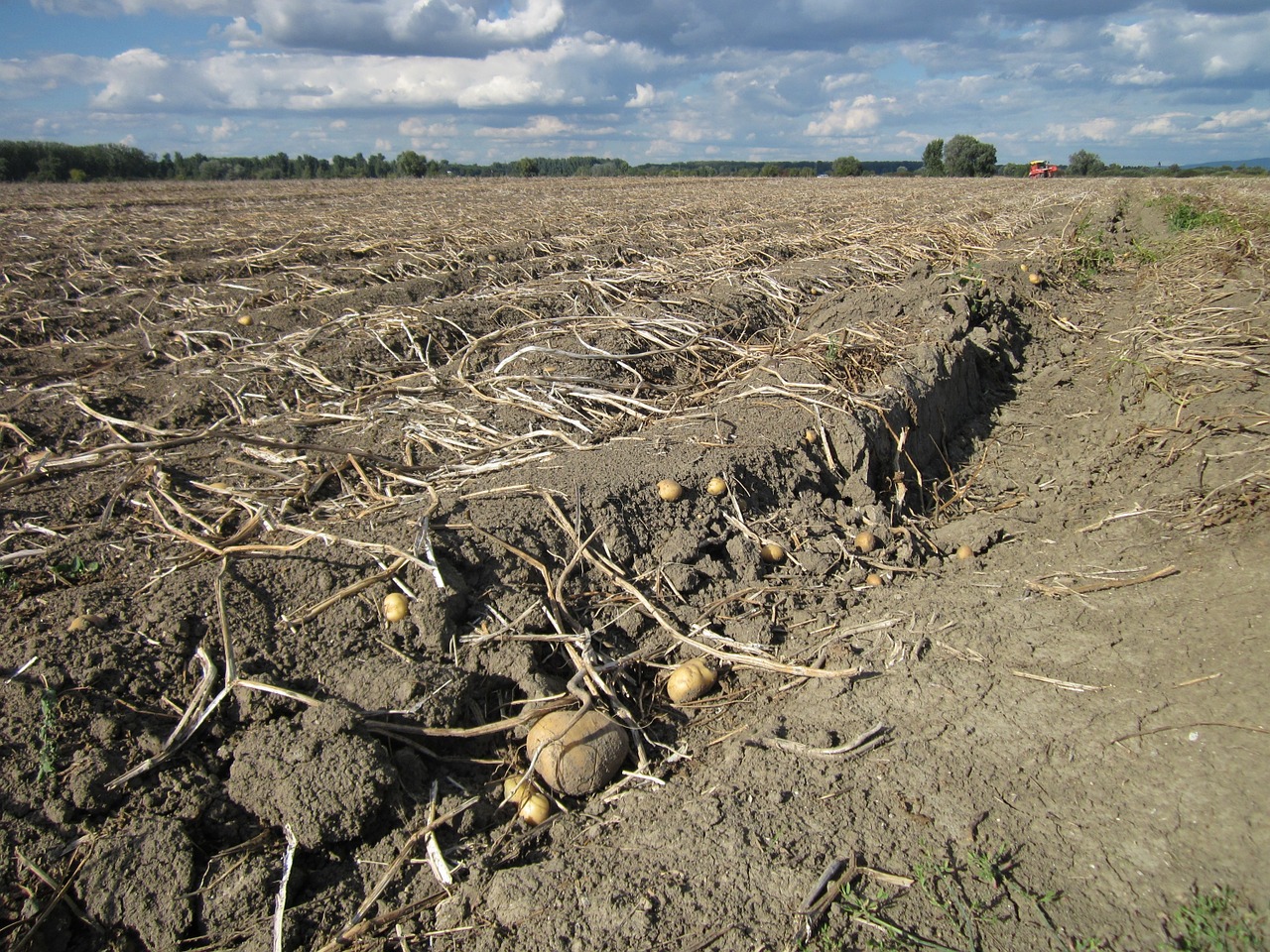 potato field agriculture free photo