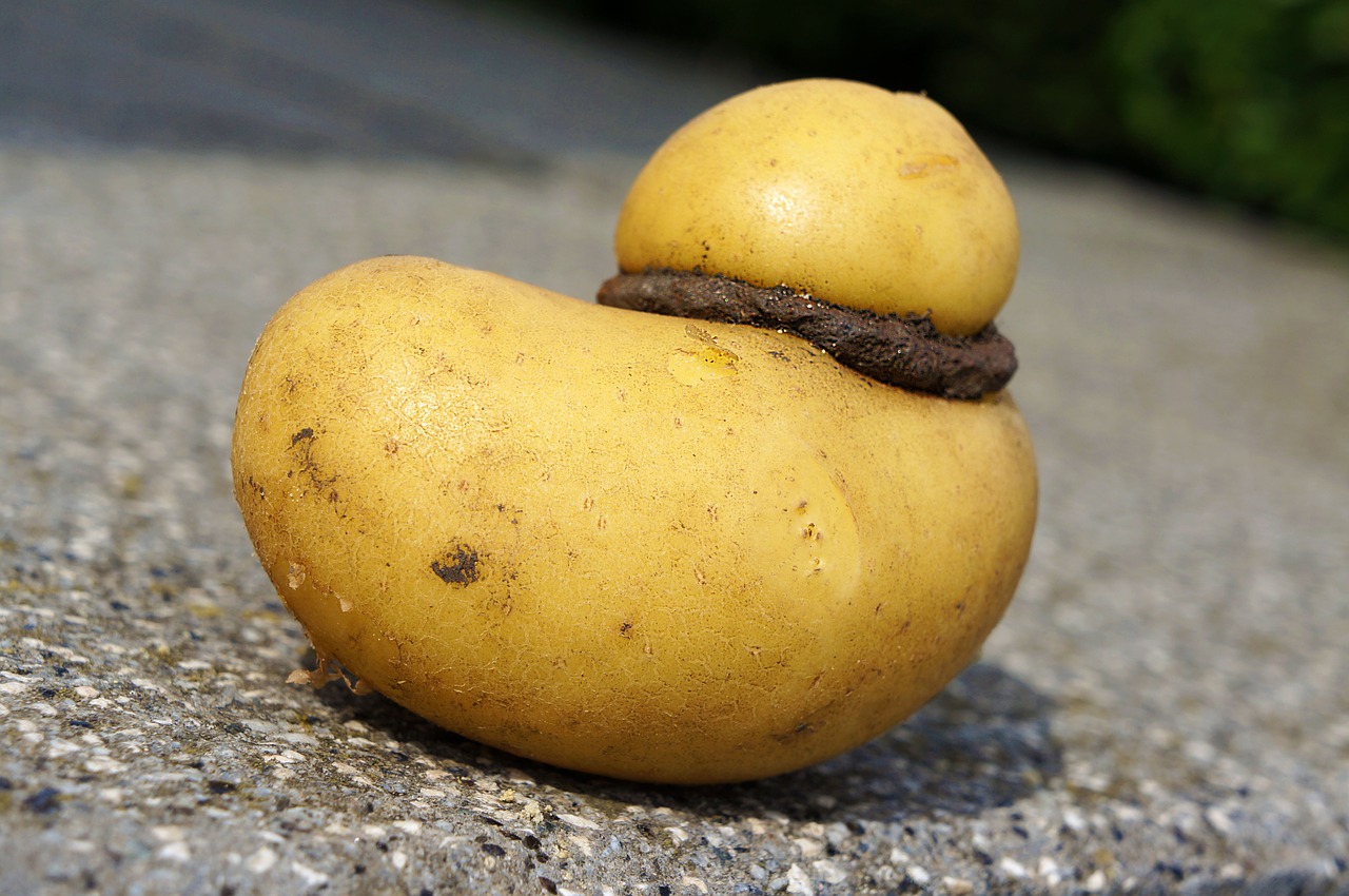 potato yellow vegetables free photo