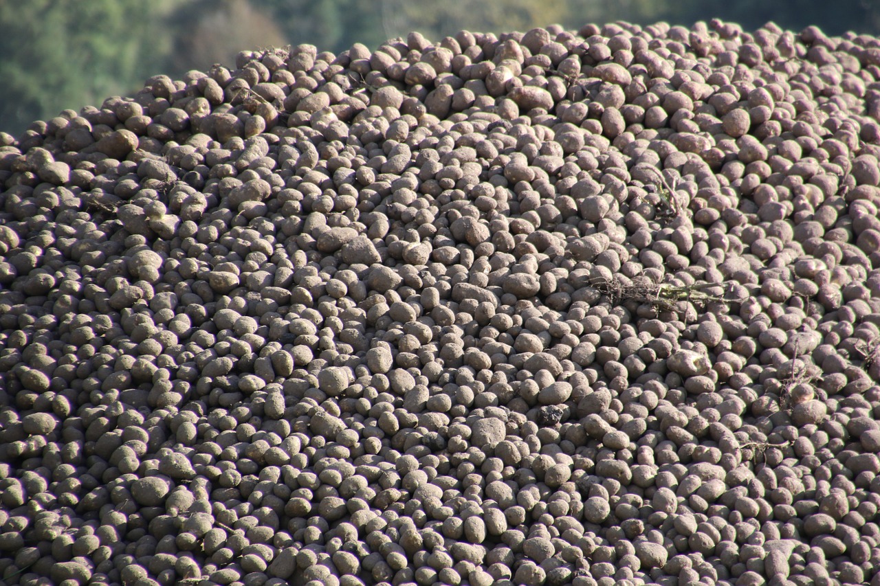 potato potatoes pile free photo