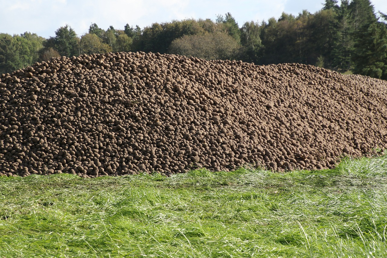 potato potatoes pile free photo