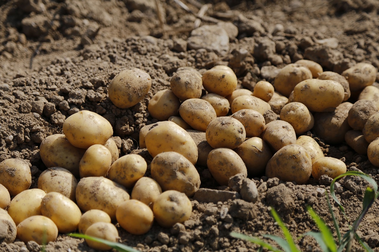potato agriculture food free photo