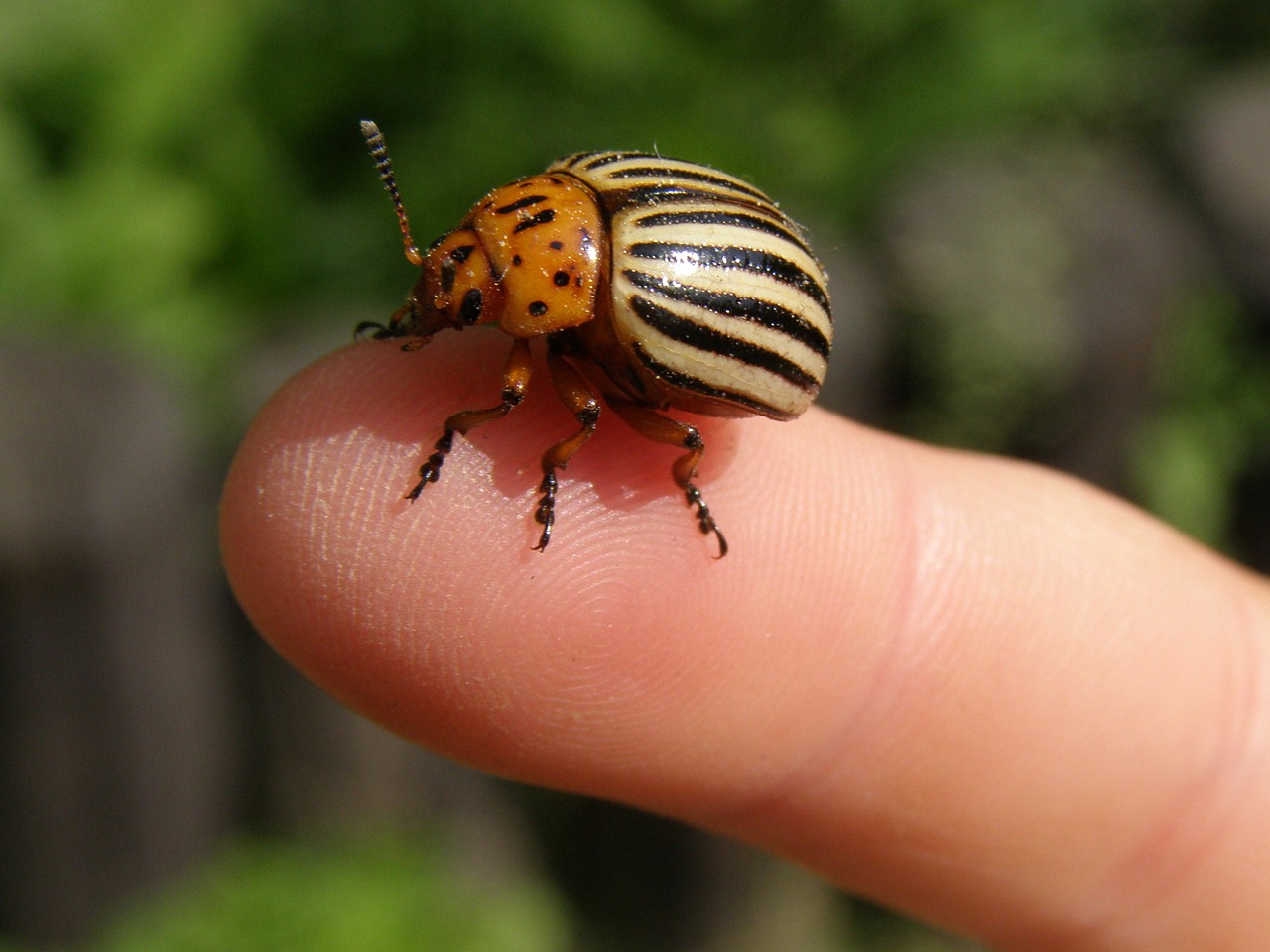 potato beetle beetle striped free photo