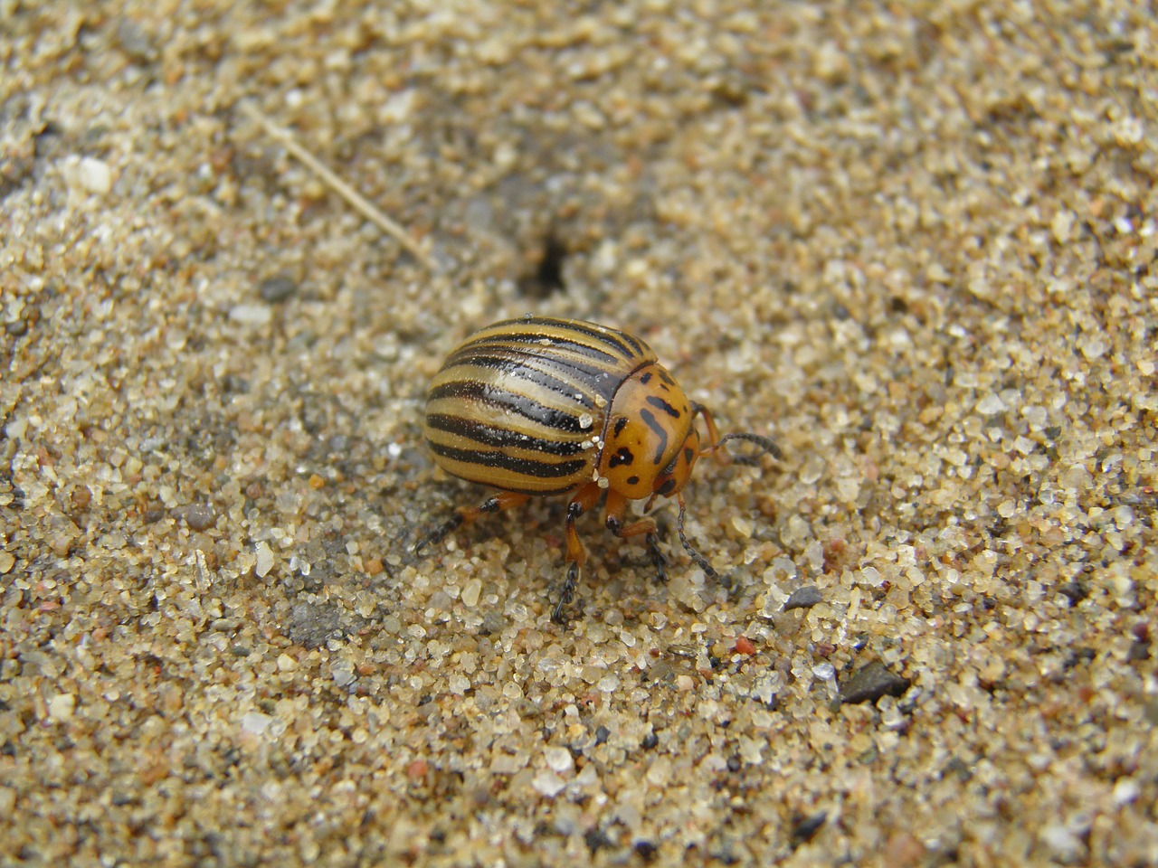 potato beetle kolorádóbogár sand free photo