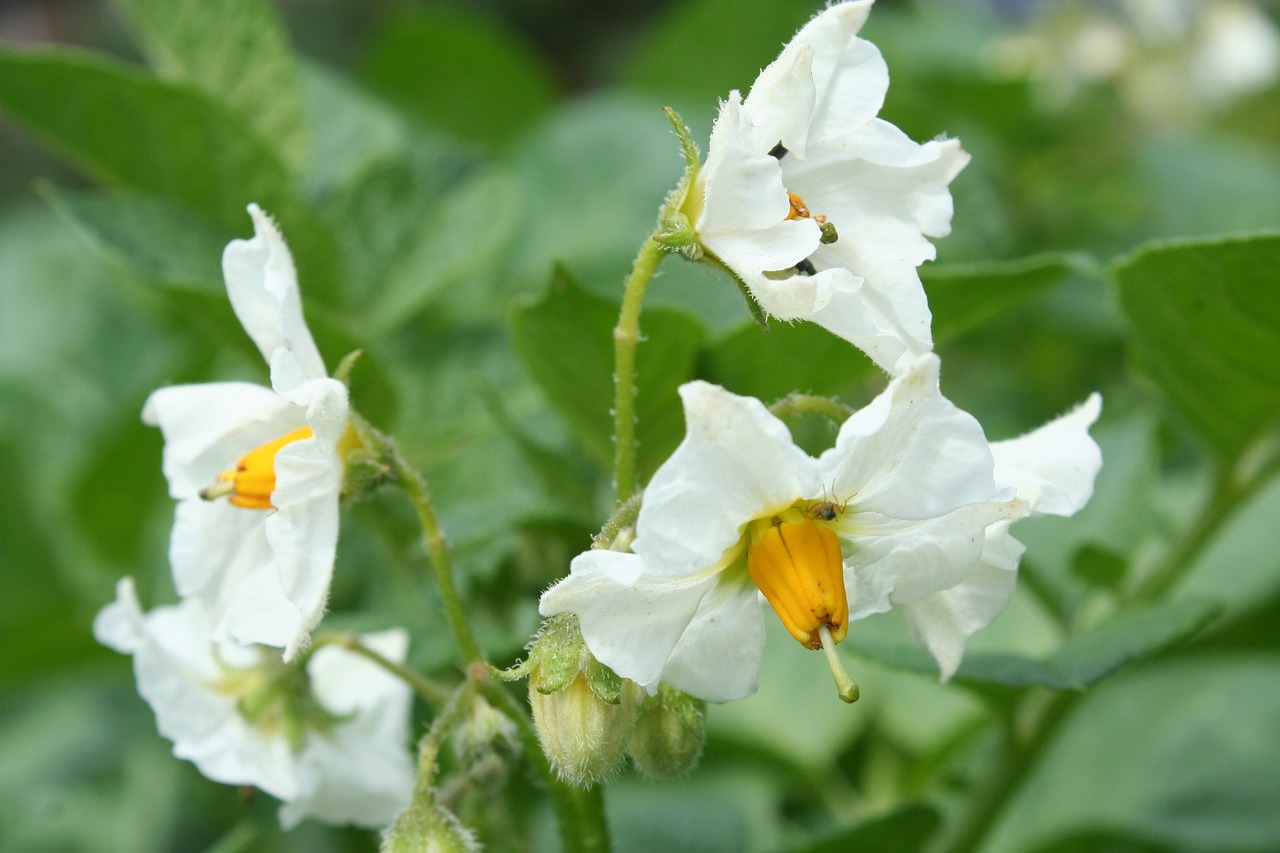 potato blossom potato white free photo