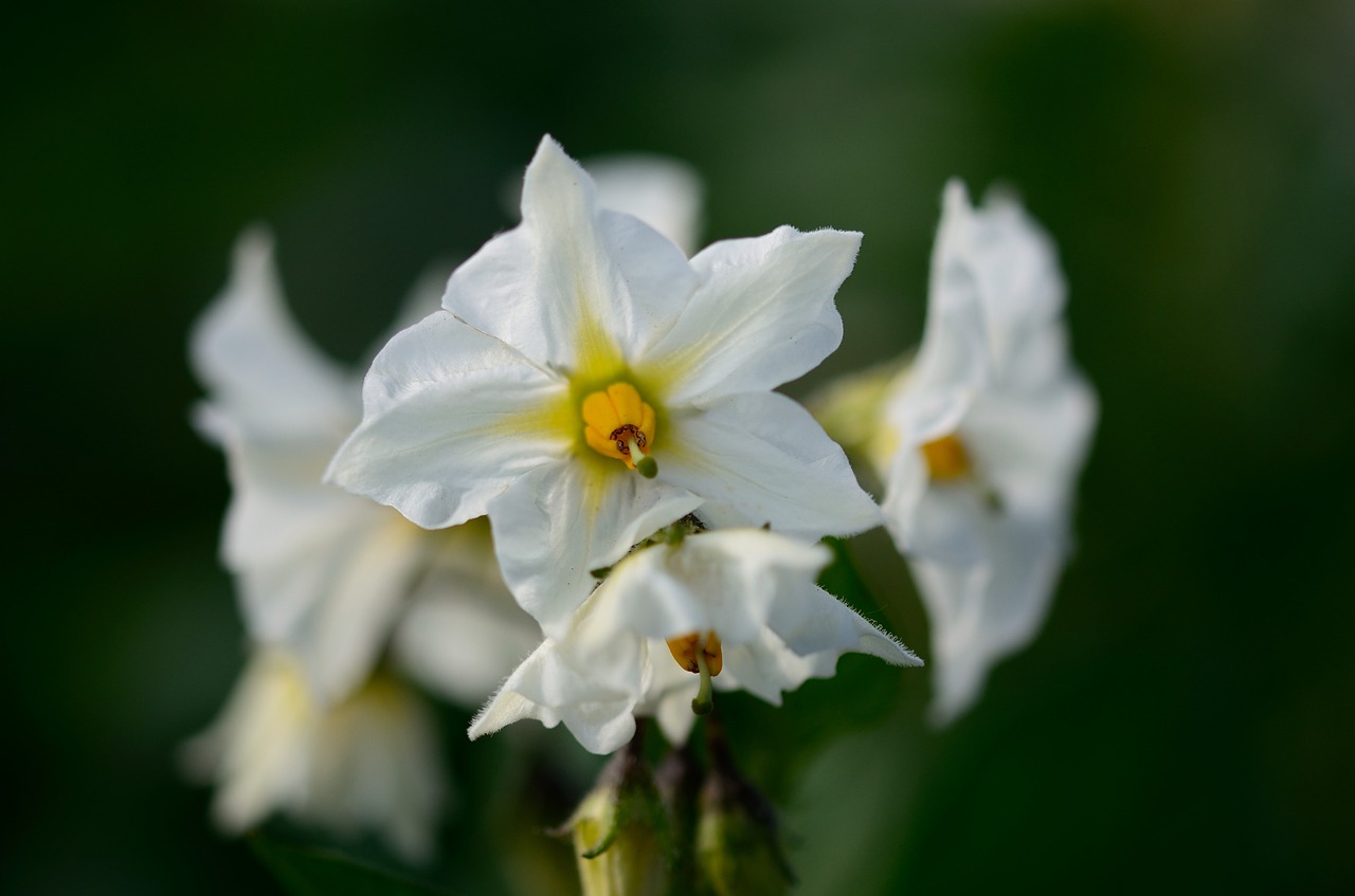 potato blossom blossom bloom free photo