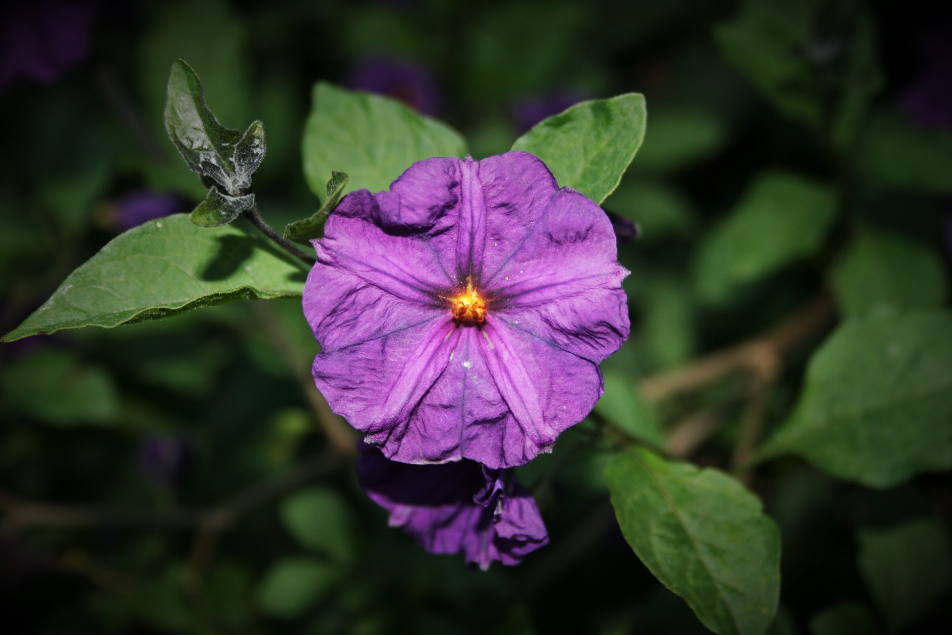 flower potato bush purple free photo