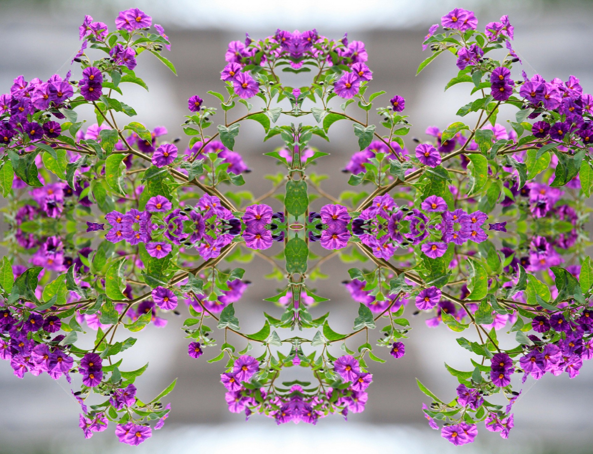 flowers purple repeat free photo