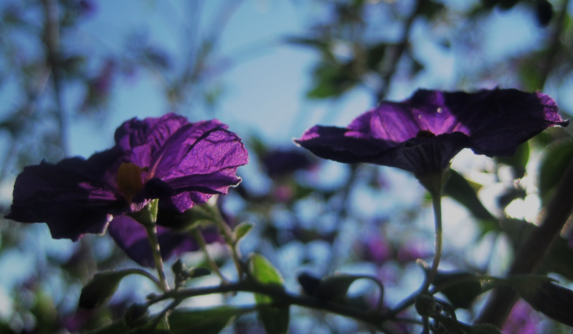 flowers purple delicate free photo