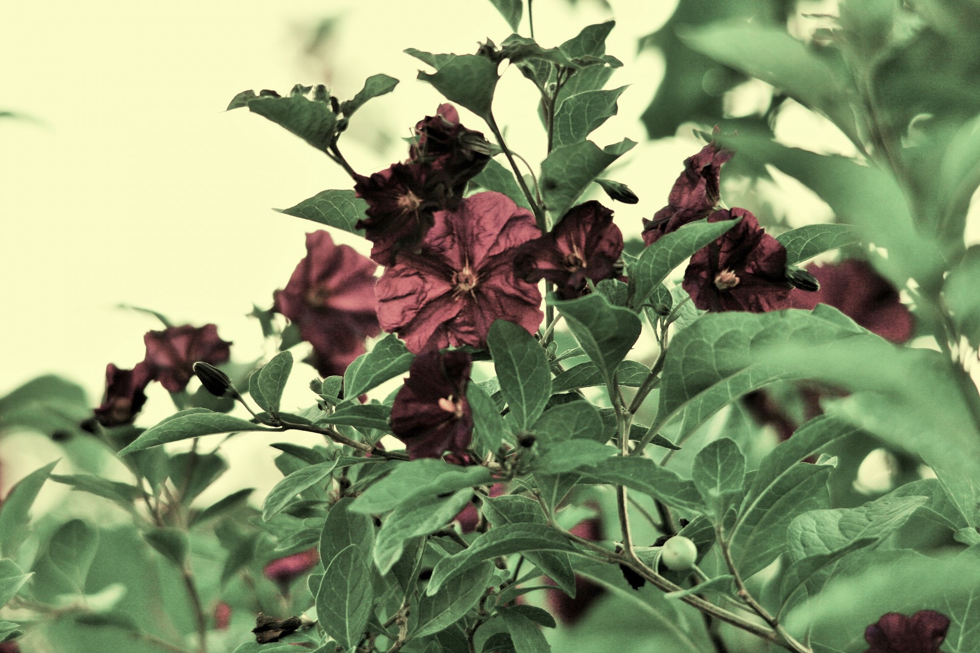 potato bush flowers foliage free photo