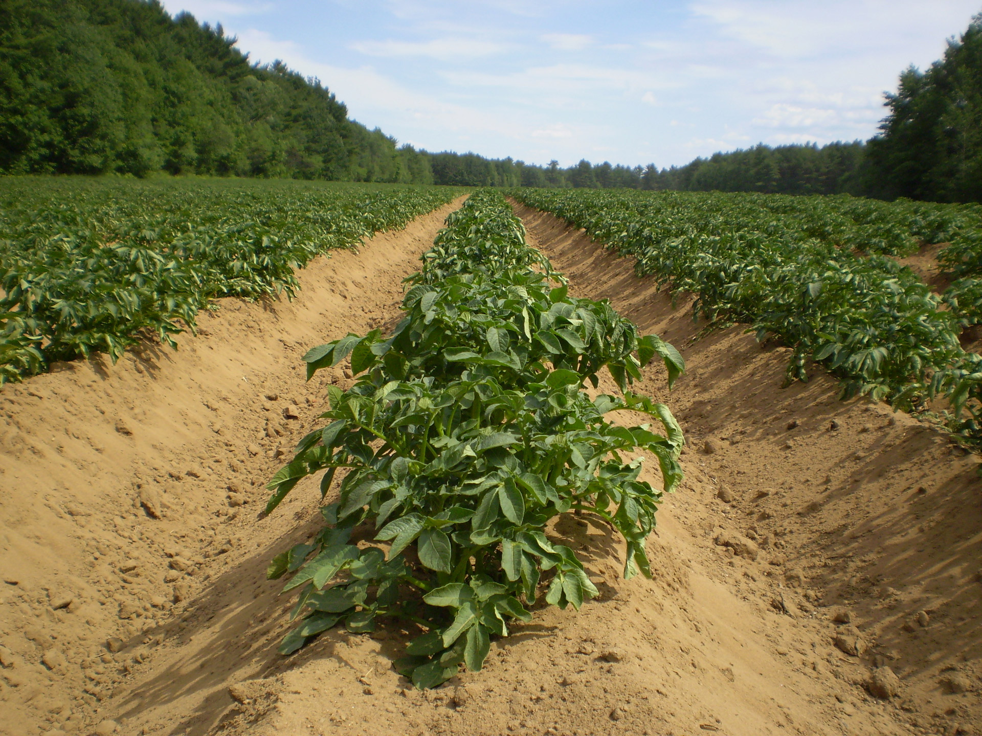 potato fields summer free photo