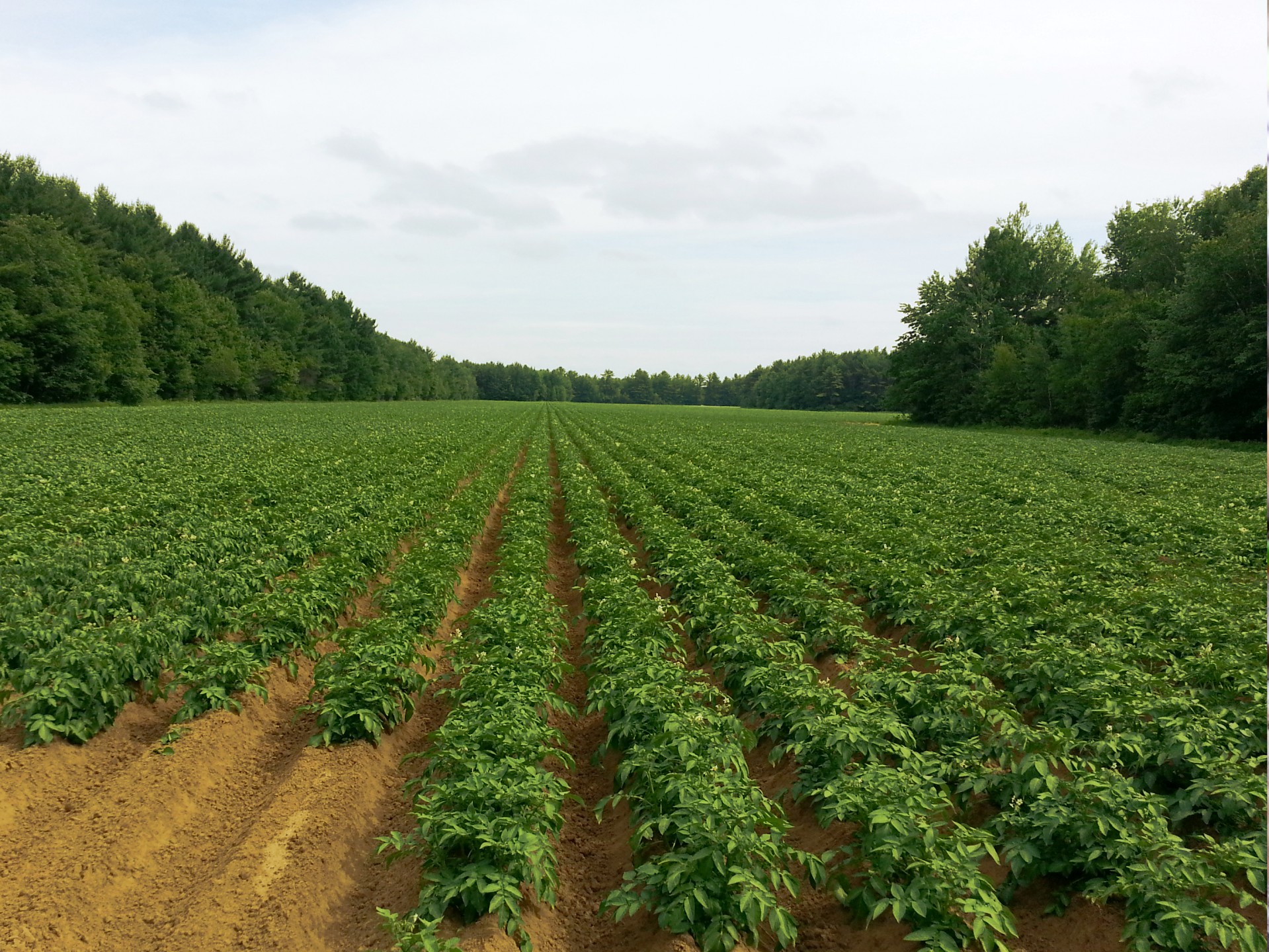 potato fields agriculture free photo