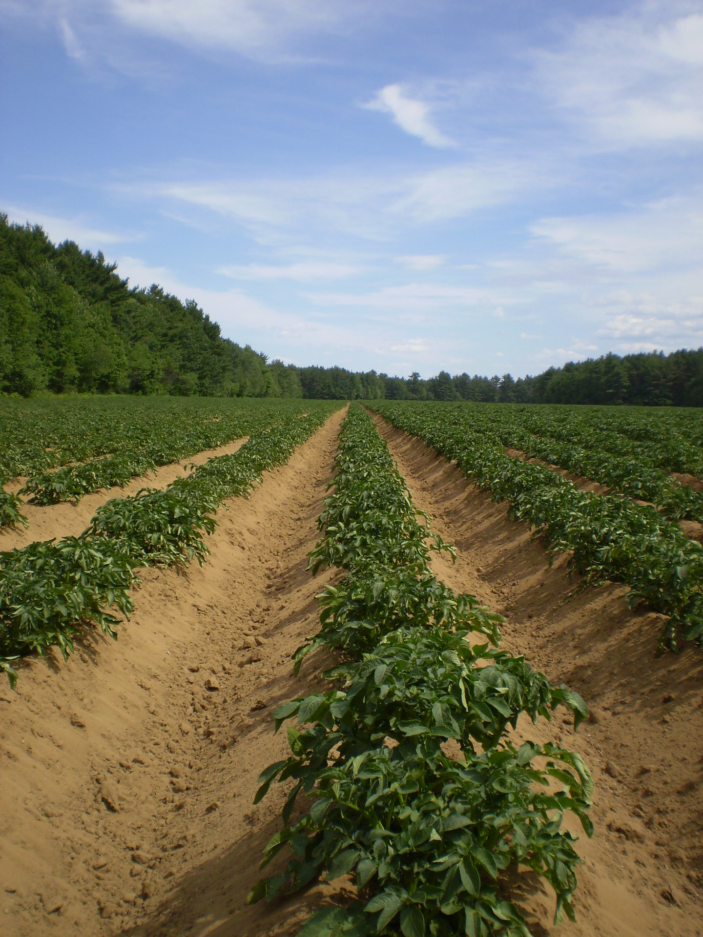 potato fields summer free photo