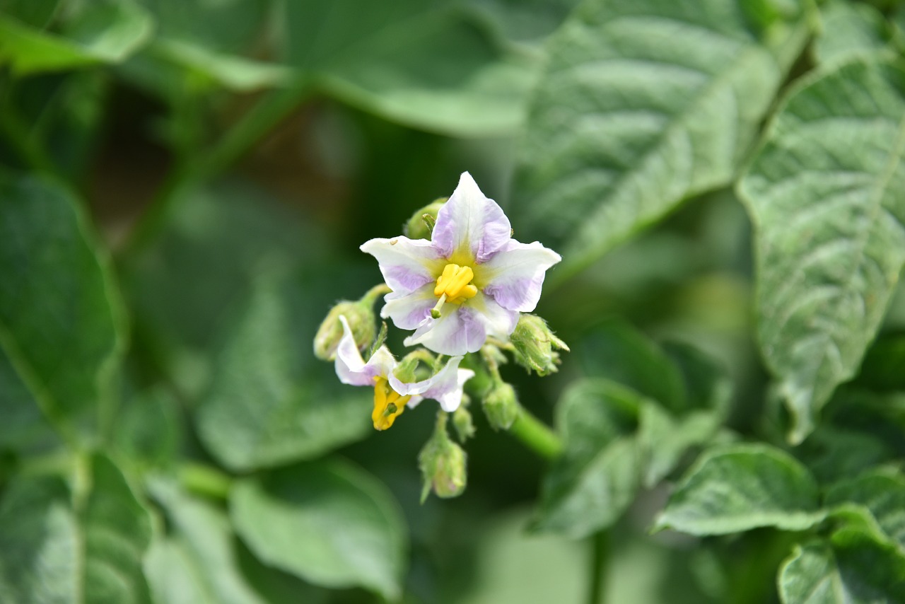 potato flowers potato vegetable free photo