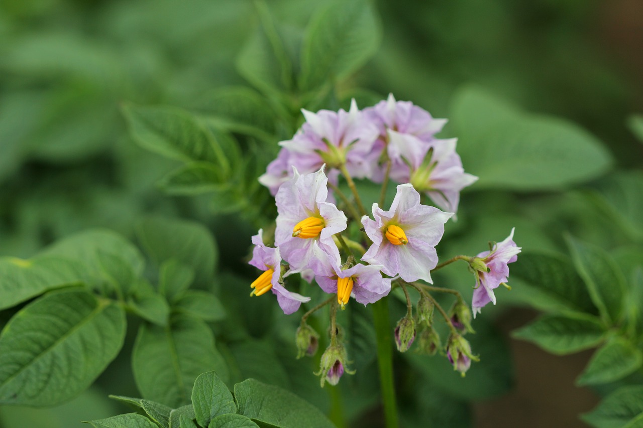 potato flowers petals stamens free photo