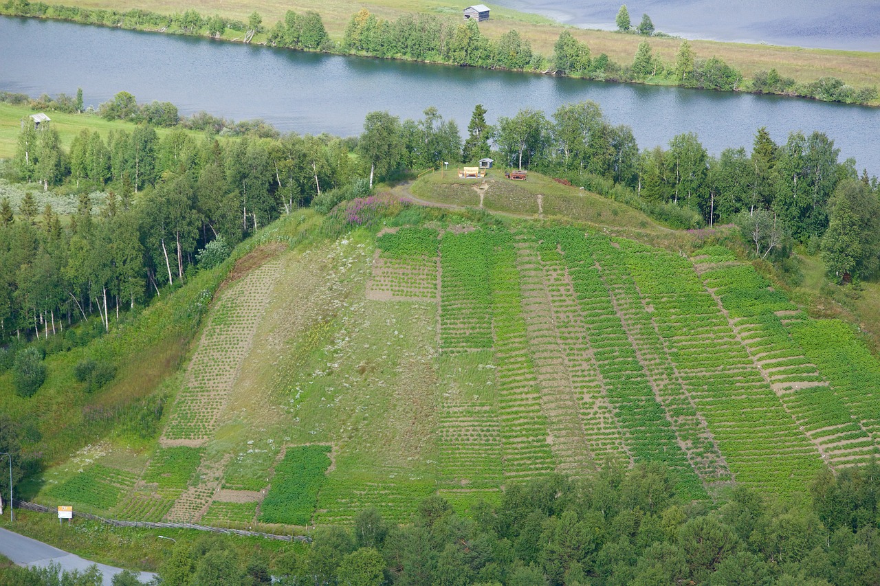 potato hill ammarnäs sweden free photo