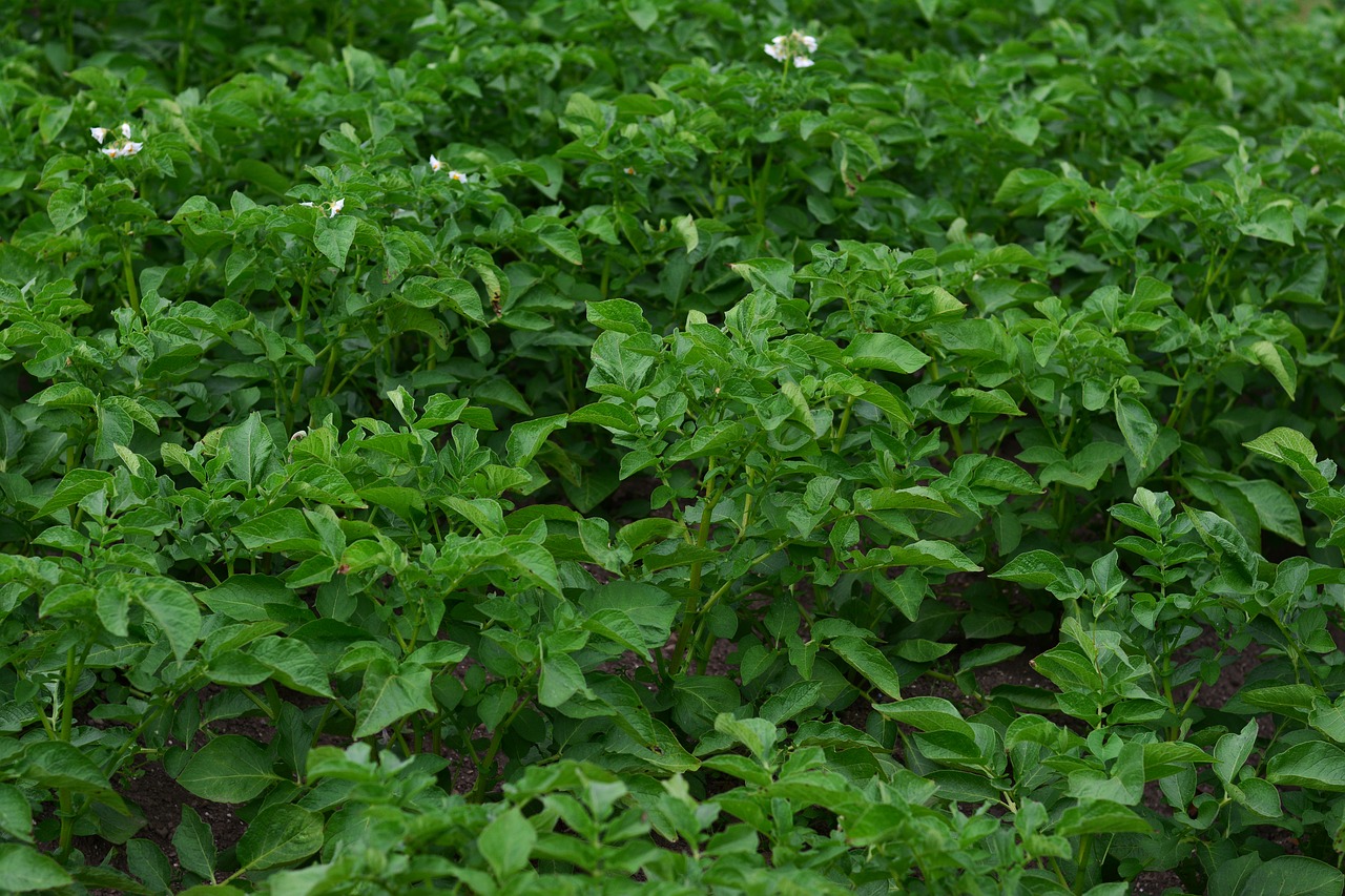 potato plant potato shrubs crop free photo