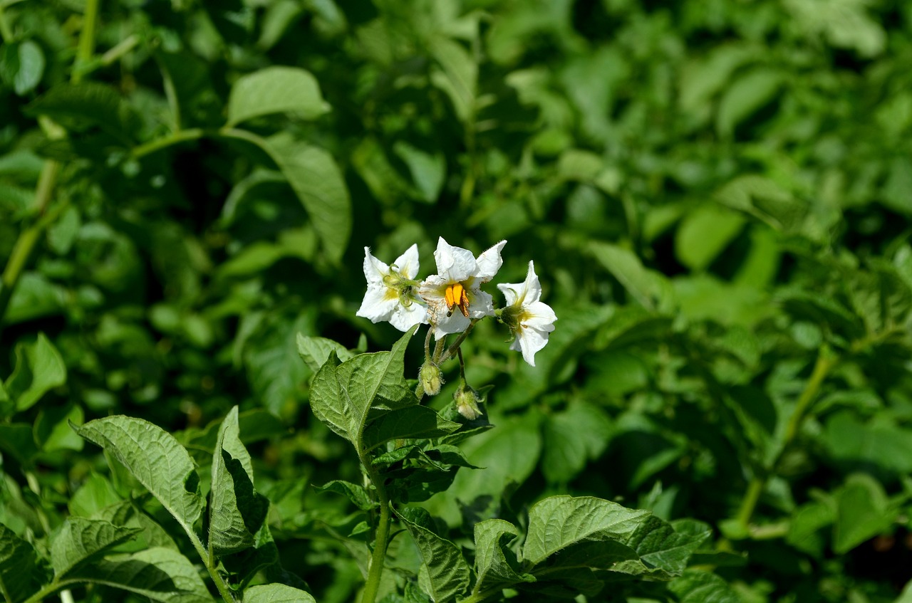 potato plant potato blossom potato free photo