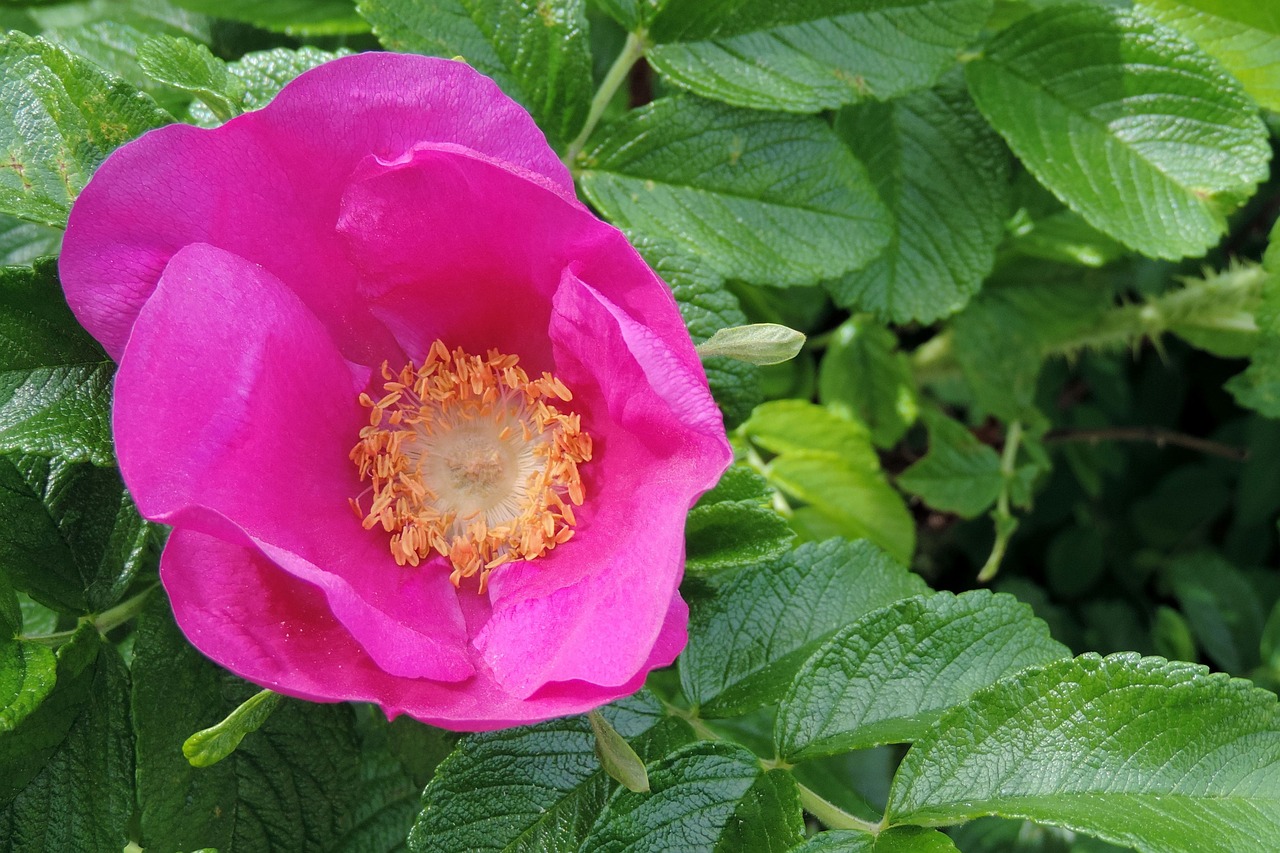 potato rose japan rose apple rose free photo