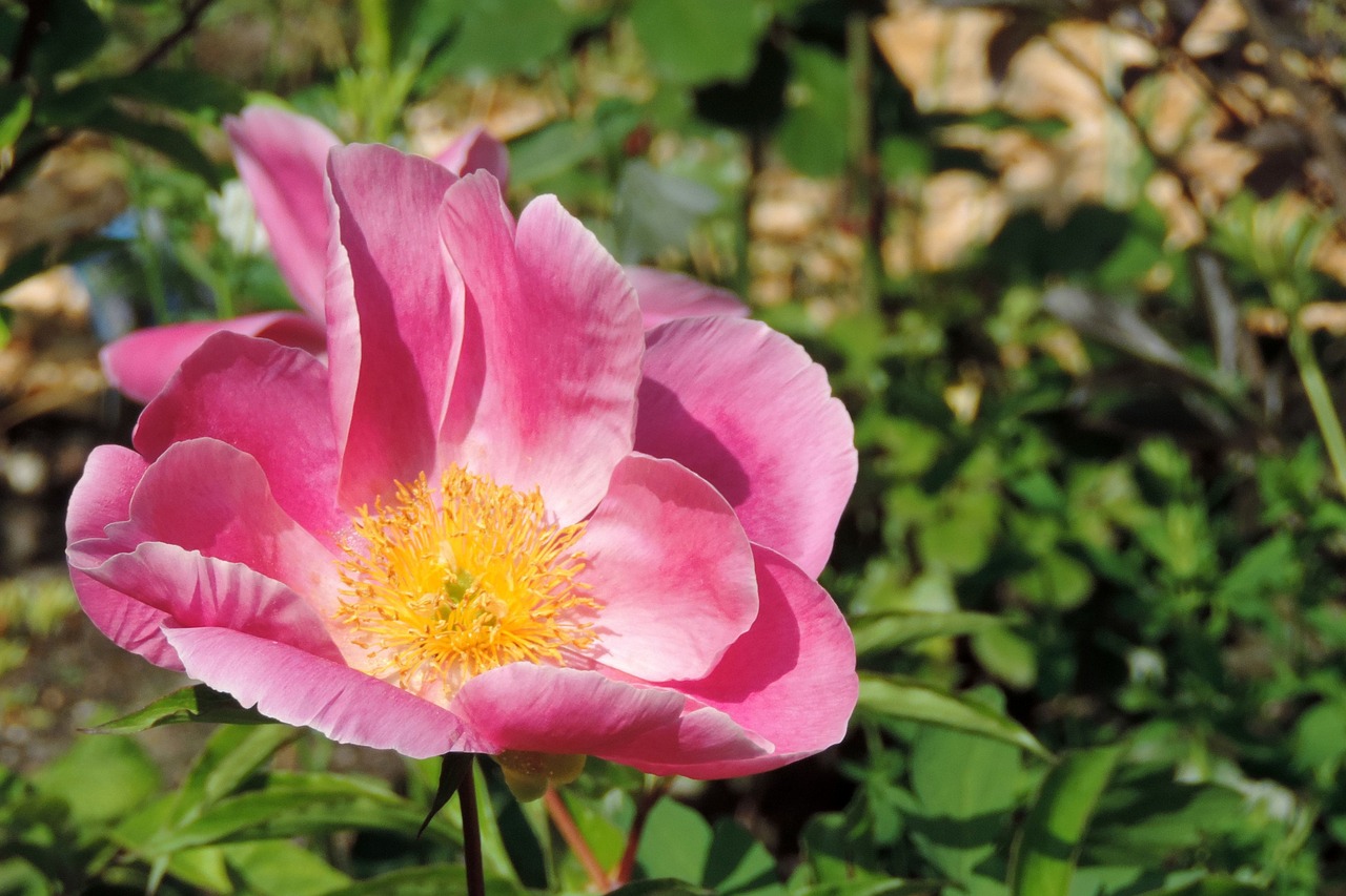 potato rose japan rose apple rose free photo