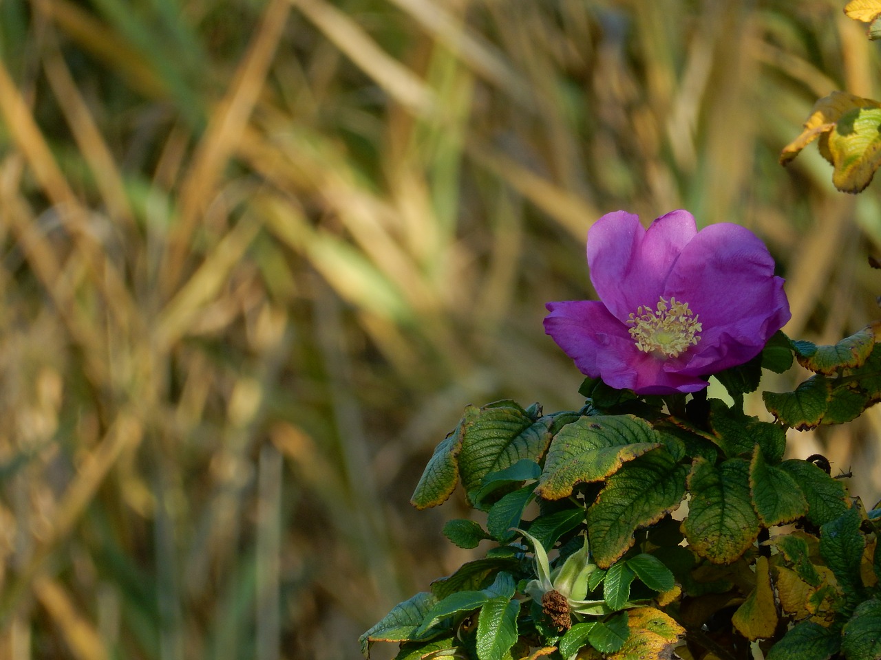 potato rose  autumn  plant free photo