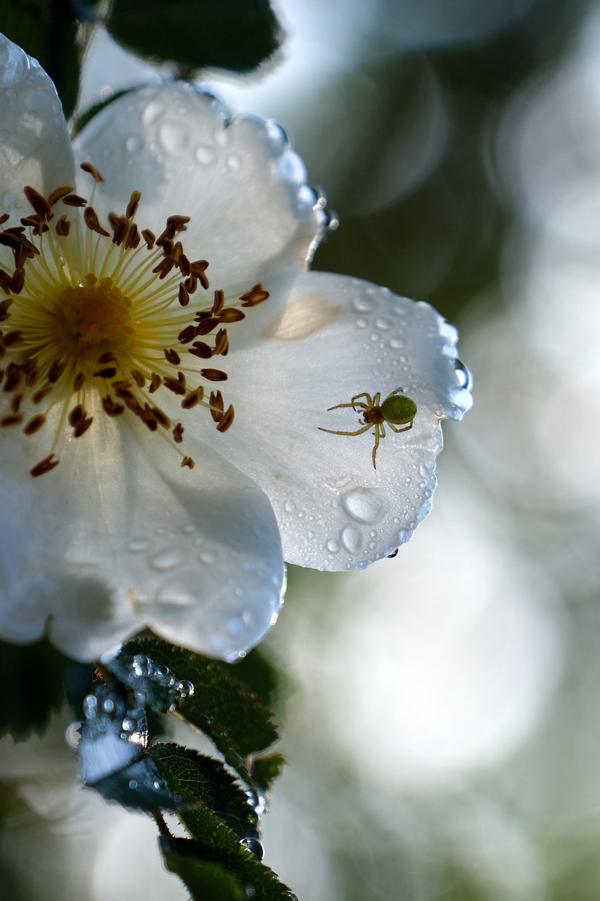 potato rose  apple rose  spider free photo