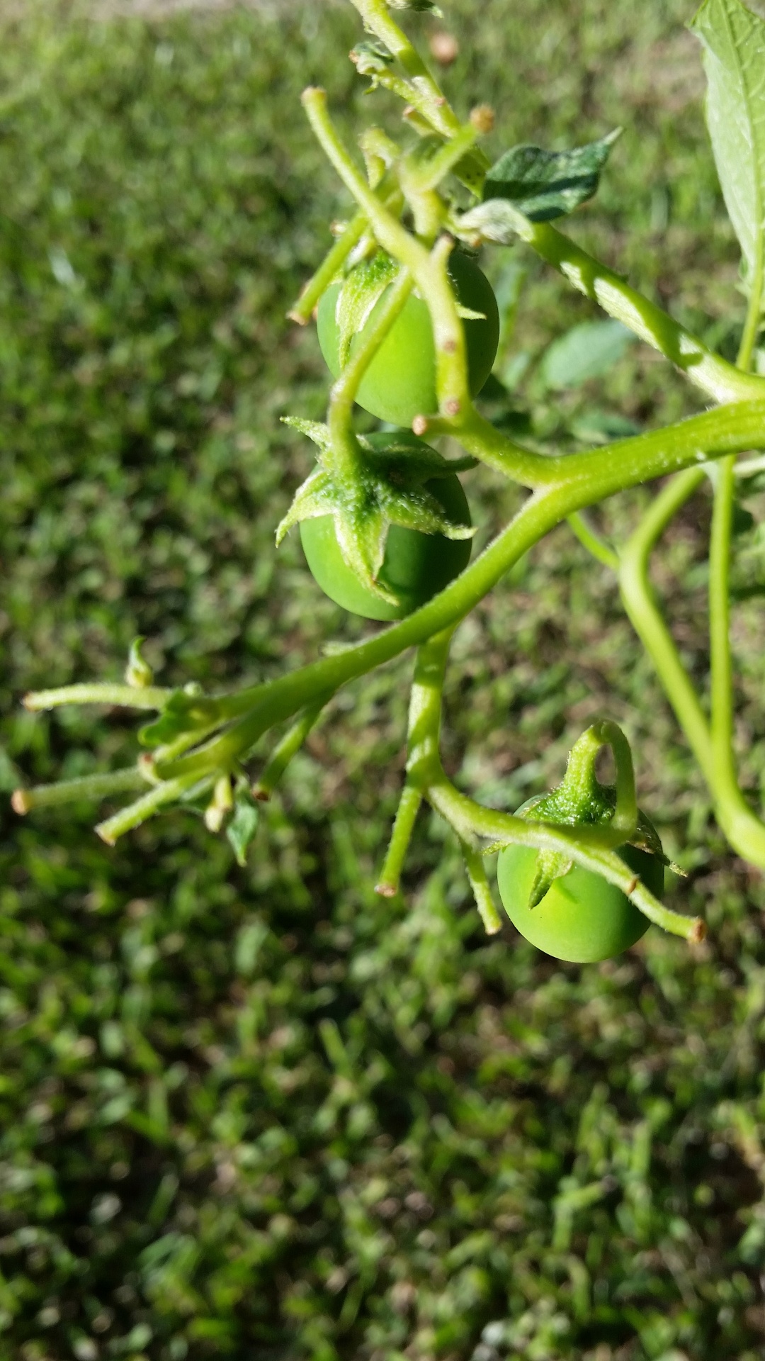 green potato seeds free photo