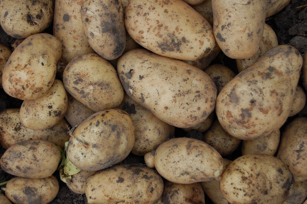 potatoes vegetable tubers free photo