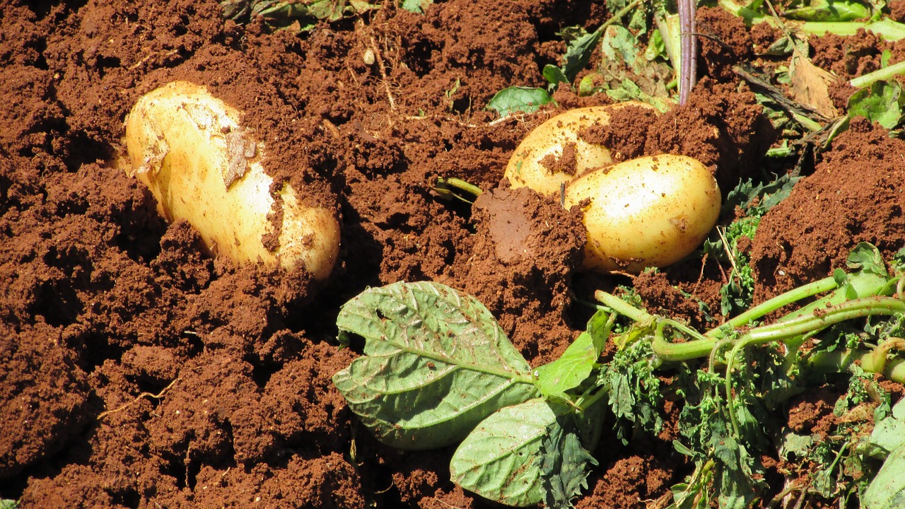 potatoes harvest farm free photo