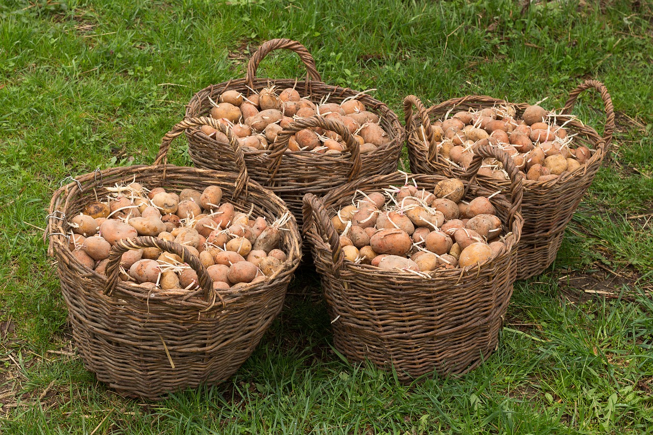 potatoes basket harvest free photo