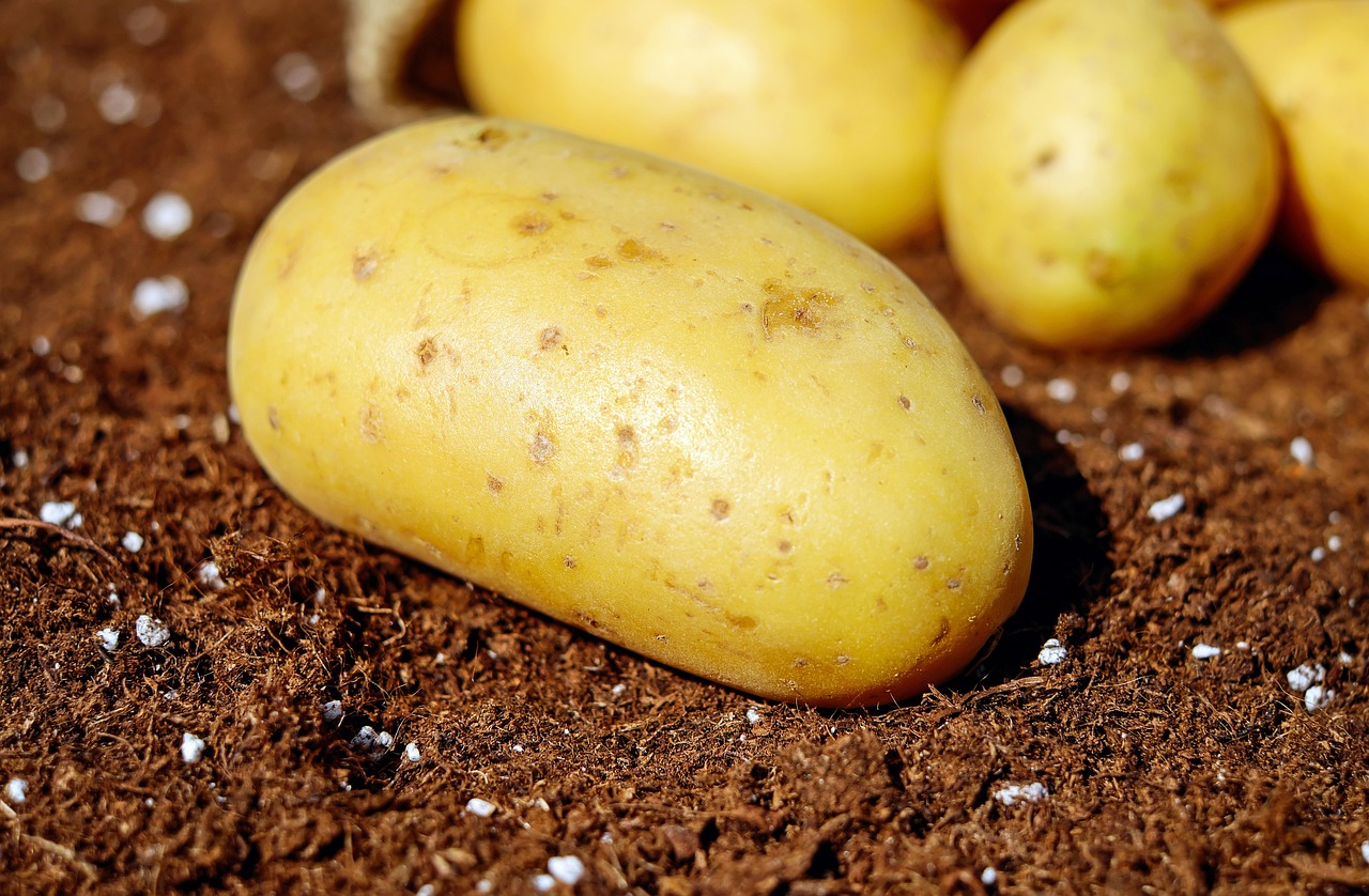 potatoes vegetables erdfrucht free photo