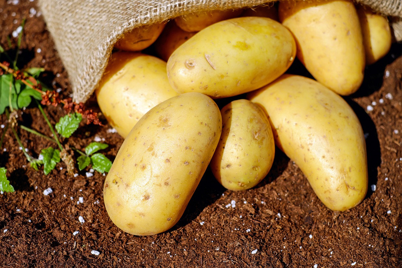 potatoes vegetables erdfrucht free photo