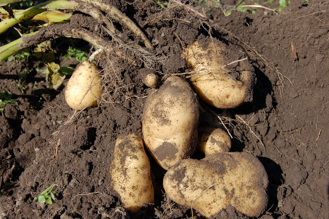 potatoes land fruit free photo