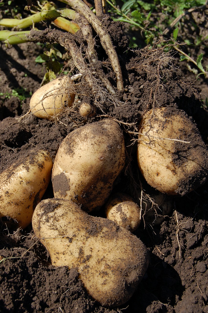 potatoes land fruit free photo