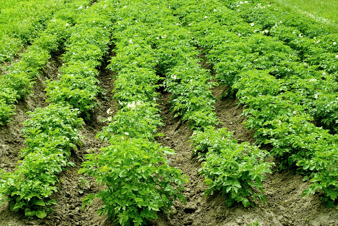 potatoes the cultivation of earth free photo