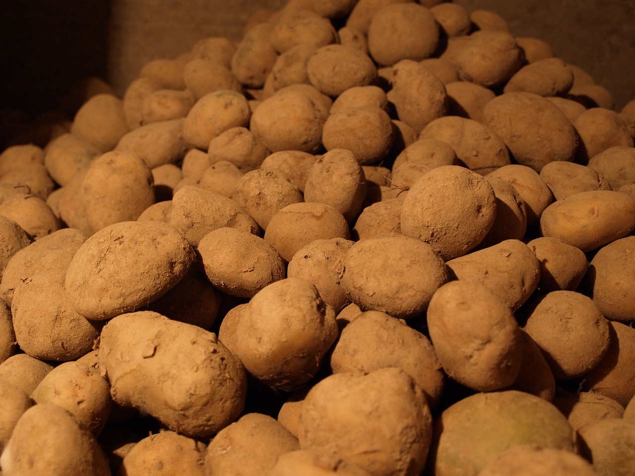 potatoes the wine cellar natural vegetables free photo