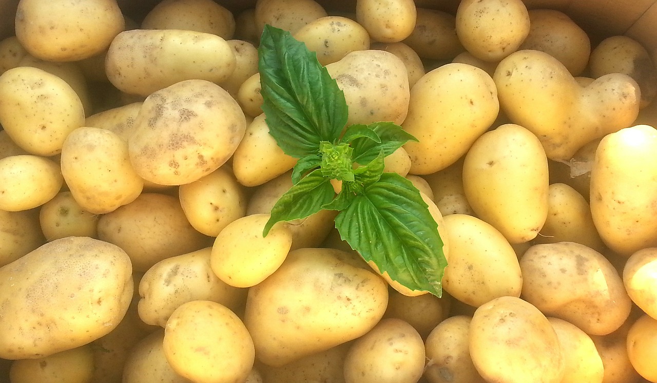 potatoes frisch raw free photo