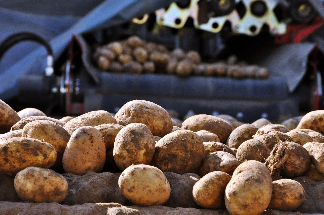 potatoes sorting washing vegetables free photo