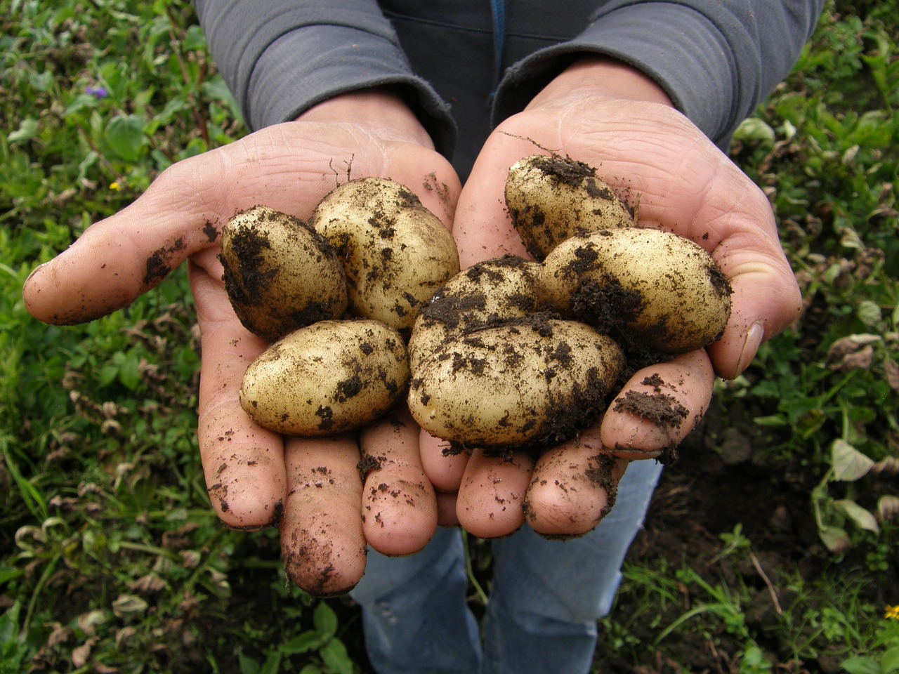 potatoes harvest food free photo