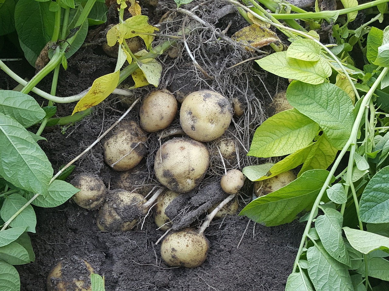 potatoes field harvest free photo