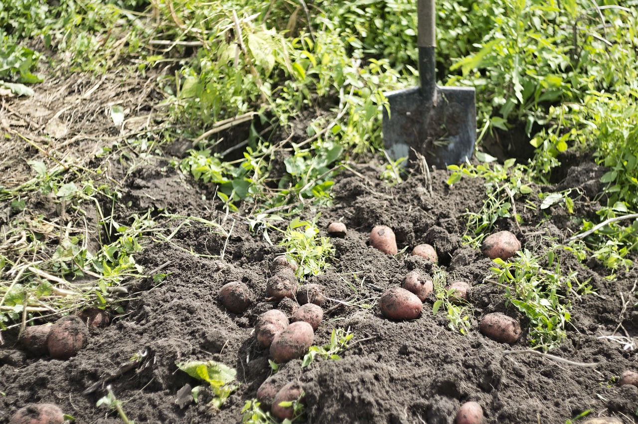 potatoes harvest vegetable garden free photo
