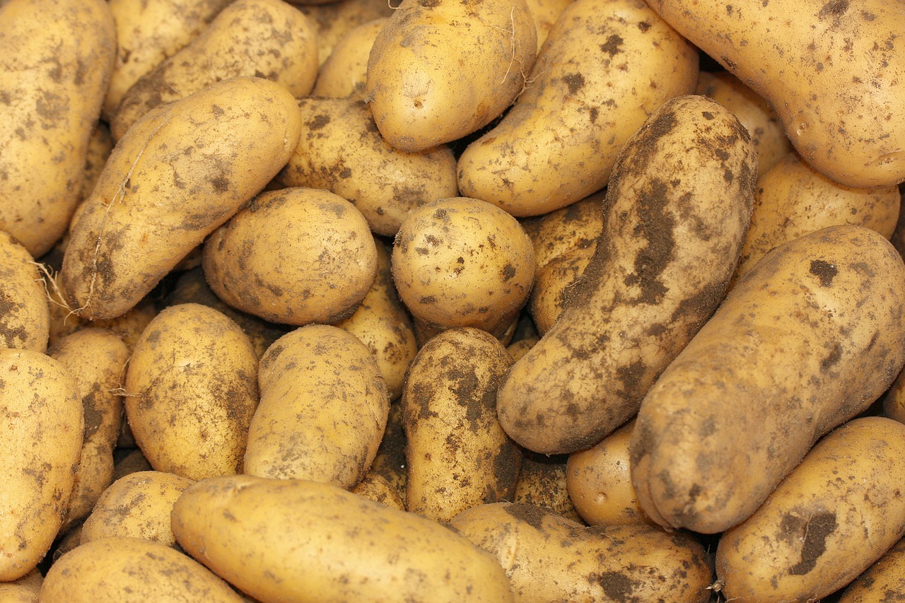 potatoes solanum tuberosum herdöpfel free photo