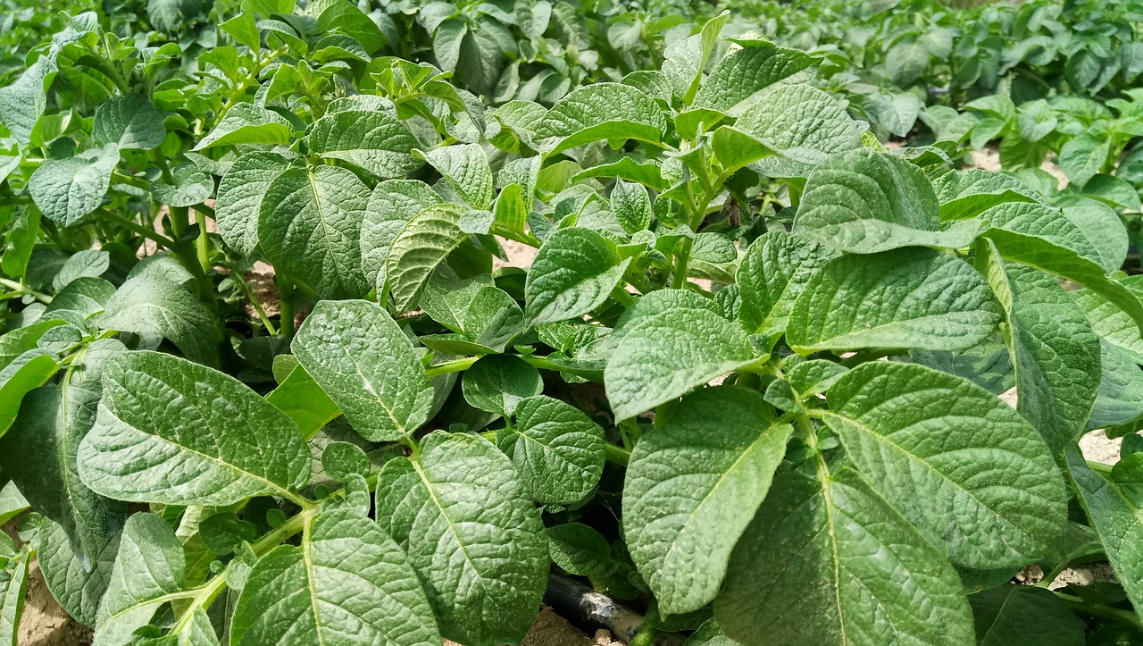 potatoes  potato plant  πατατιά free photo