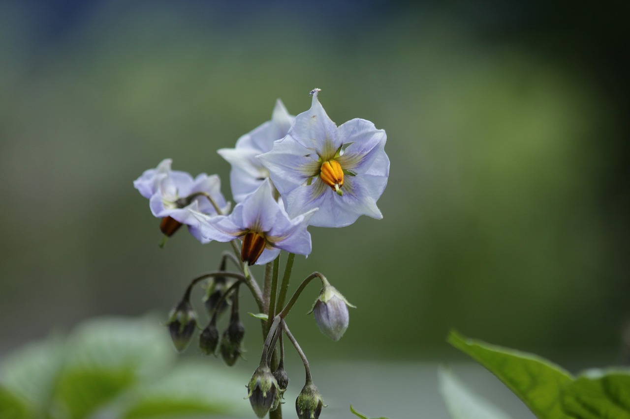 potatoes  potato  flowers free photo