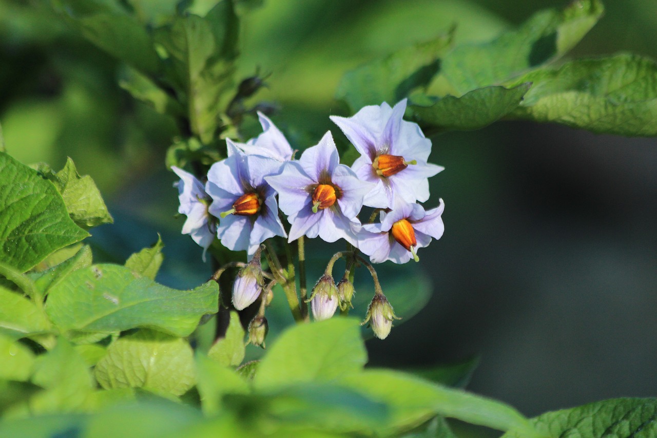 potatoes  potato  flowers free photo