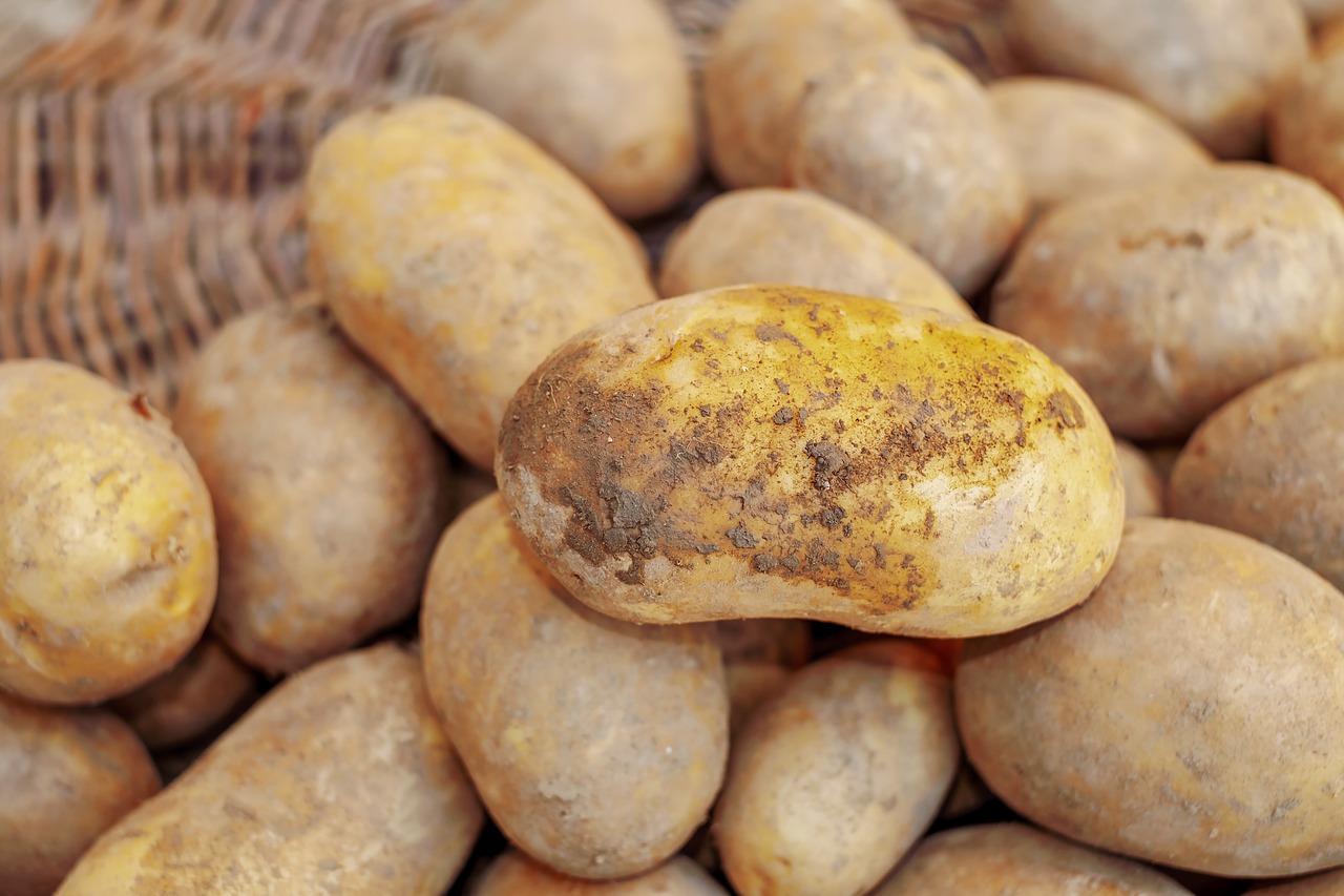 potatoes  harvest  agriculture free photo